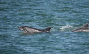 Moray Dolphins | Moray Visitor Guide