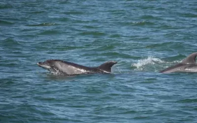 Visit Moray Dolphins