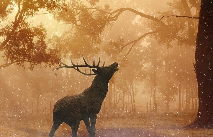 Wild Stag | Moray Speyside Wildlife | Moray Speyside Best Of